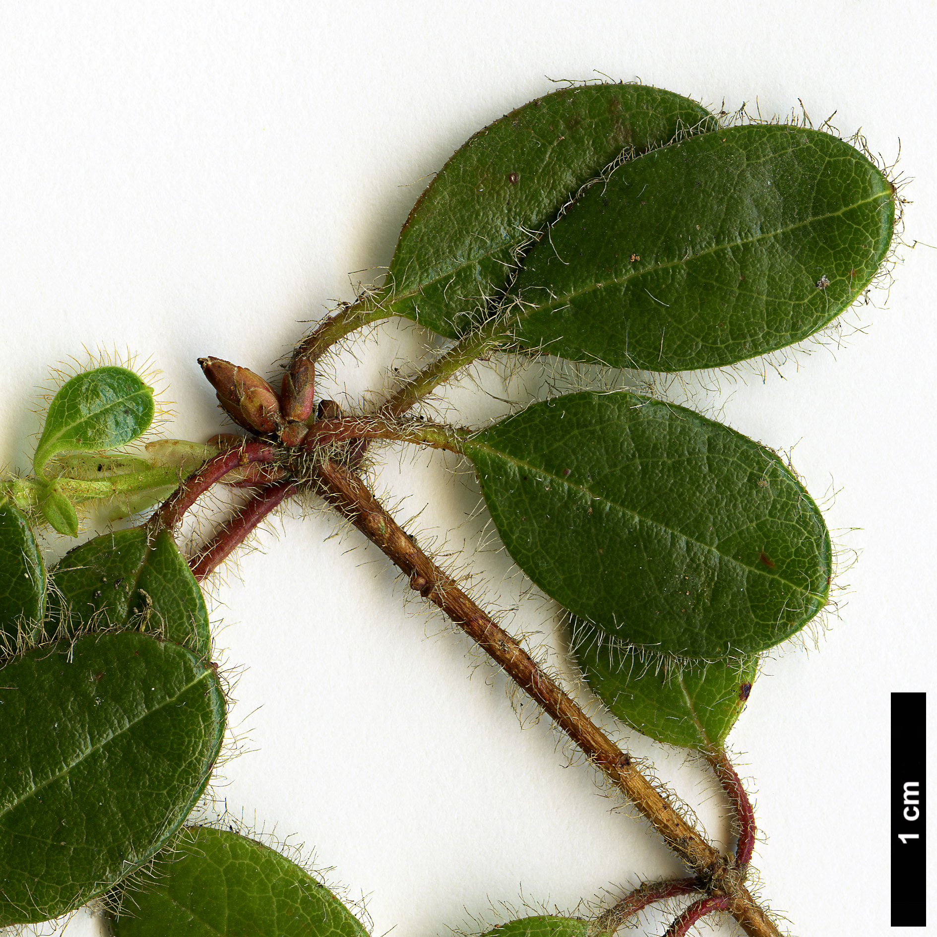 High resolution image: Family: Ericaceae - Genus: Rhododendron - Taxon: megeratum